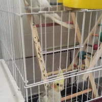 عروس هلندی مولد|پرنده|بجنورد, |دیوار