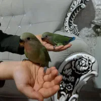 طوطی برزیلی