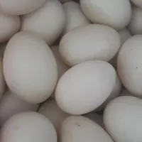 تخم اردک نطفه دار محلی
