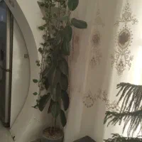 گل فیکوس مقاوم زیبا