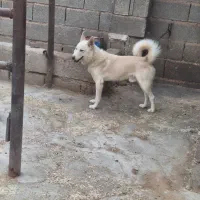 سگ نگهبان خوب