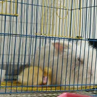 حیوانات خانگی با تخفیف