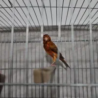 قناری شتری سرخ شیرازی