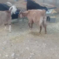 سلام هست ارس بز چهار زاینده بغیه ابست هستم