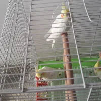 عروس هلندی سالم وسرحال دوماهه