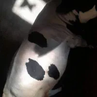 گاونر