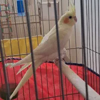 عروس هلندی لوتینو نر