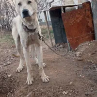 سگ رسمی و پا کوتاه