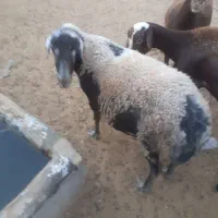 گوسفند با بره