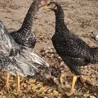 چهار عدد جوجه لاری اوشامای هندی|حیوانات مزرعه|خوی, |دیوار