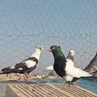 رنگی هوایی|پرنده|اهواز, امانیه|دیوار