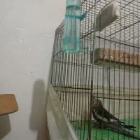 قفس بزرگ|لوازم جانبی حیوانات|مراغه, |دیوار