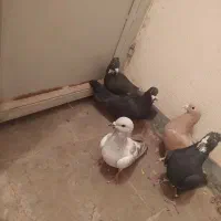 کبوتر.کفتر .پرنده|پرنده|راین, |دیوار