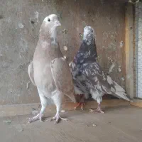 کبوتر پرشی .شازده وهماوزرد