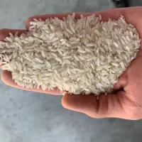 برنج به شرط پخت