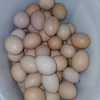 تخم‌ مرغ محلی