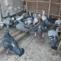 کفتر زمند|پرنده|هلالی, |دیوار