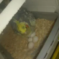 عروس هلندی|پرنده|سیرجان, |دیوار