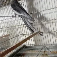 عروس هلندی مولد|پرنده|قم, انصار‌الحسین|دیوار