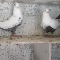 کبوتر