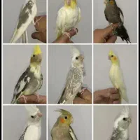 سالن پرورش عروس هلندی تمام نژاد|پرنده|قم, شهرک طالقانی|دیوار