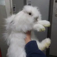 واگذاری خرگوش نر و ماده|موش و خرگوش|تهران, پرواز|دیوار