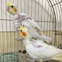 یک جفت عروس ۳ ماهه|پرنده|خاوران, |دیوار