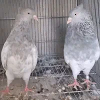 کلکسیون انواع کله الماسی وهمدانی وزاغ وصرب