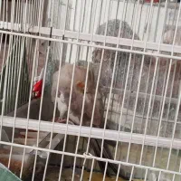 عروس هلندی خاکستری گم شده