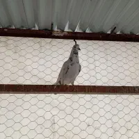 کفتر|پرنده|پارس‌آباد, |دیوار