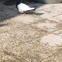 کفتر فنچ پرنده عروس هلندی وغیره|پرنده|پاکدشت, پاکدشت (مامازند)|دیوار