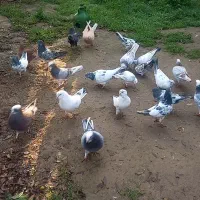 کفتر پرش|پرنده|سیمین شهر, |دیوار