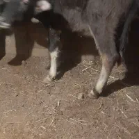 گوساله گاومیش|حیوانات مزرعه|انزل, |دیوار