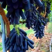 نهال موندراپ با ضمانت 5 سال رقم تجاری و پر بار