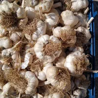 فروش‌سیر
