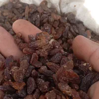 گله کشمش افتابی درجه یک