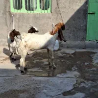 یک پازن دورگ گلابی ودو تیشتر دورگ پا کستانی|حیوانات مزرعه|بوشهر, |دیوار