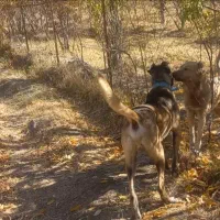 سگ سرابی اصیل فی ۶|سگ|بهار, |دیوار