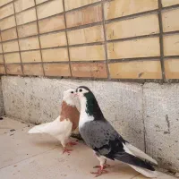 طوقی|پرنده|فولادشهر, مسکن مهر فولادشهر|دیوار