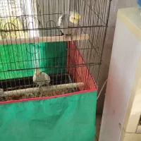 عروس هلندی نر و ماده مولد