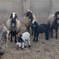 ۳میش بره داروقوچ و بز|حیوانات مزرعه|شیراز, علی آباد|دیوار