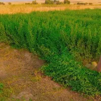 یونجه