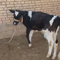 گاوشیری|حیوانات مزرعه|داران, |دیوار