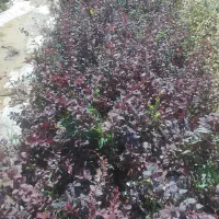انواع گل رز زرشک پیری کانتا