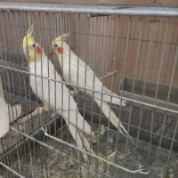 طوطی عروس هلندی ماده 2عدد|پرنده|کاشان, امیرکبیر|دیوار