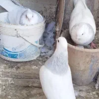 طوق آبی|پرنده|بیرجند, |دیوار