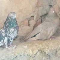 کبوتر سرور نوک ریز