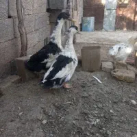 فروش دو عدد اردک بزرگ