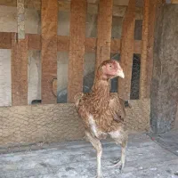 مرغ وخروس لاری