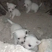 سگ پاکوتاه